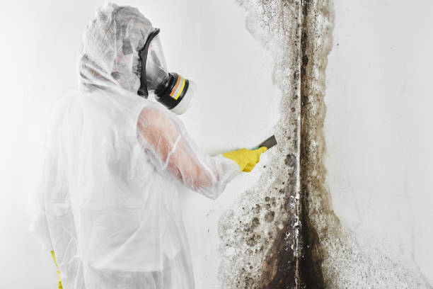 Best Mold Removal Company Near Me  in Woodlake, VA