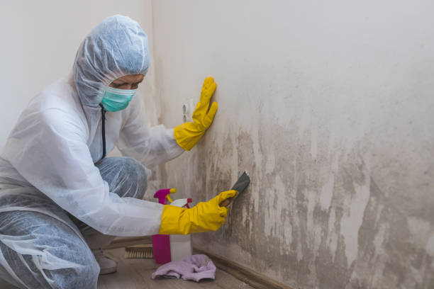Best Mold Testing  in Woodlake, VA