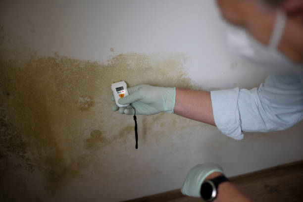 Best Mold Remediation  in Woodlake, VA