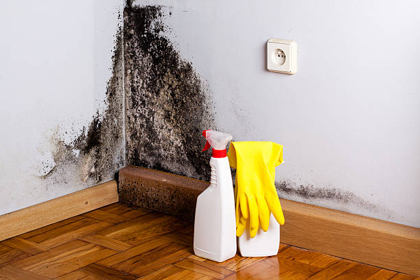 Best Emergency Mold Removal  in Woodlake, VA