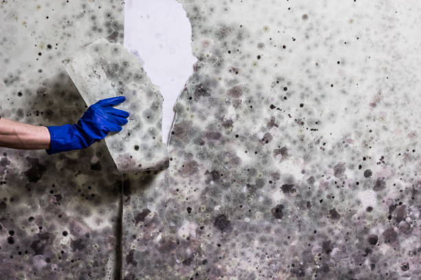 Best Toxic Mold Removal  in Woodlake, VA