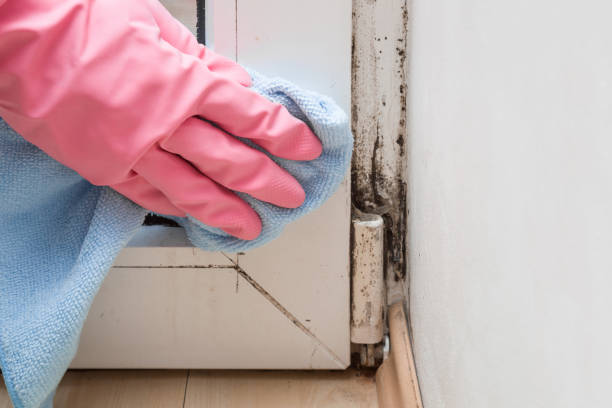 Best Affordable Mold Removal  in Woodlake, VA