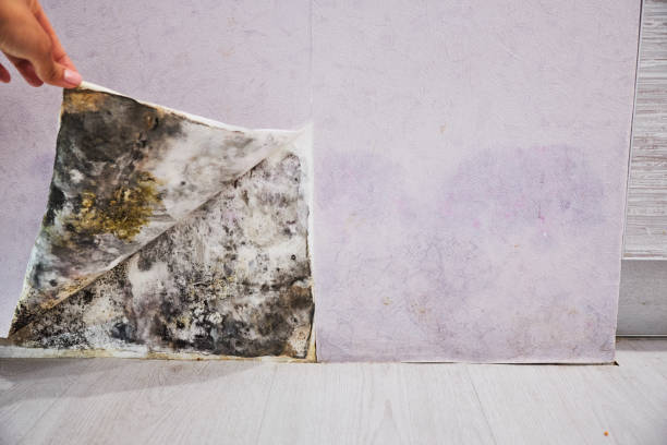 Best Water Damage Restoration  in Woodlake, VA